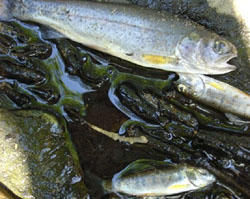 A few of the fish killed one summer afternoon duriing peak household use in East Weaver Creek, Trinity County
