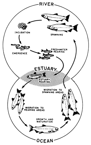 River Otter Life Cycle Chart