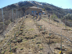 A drip system in this vinyard insures water goes directly to your plants and is not wasted