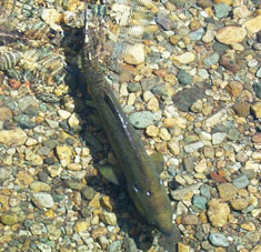 Adult Salmon, image courtesy of USFS National Image Library Adult Salmon, image courtesy of USFS National Image Library