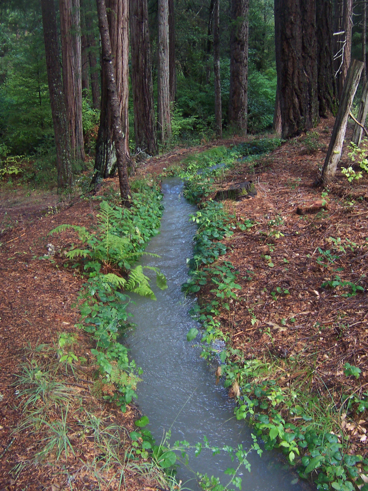 Crossing at Conner Ck Rd before-creates barrier for fish