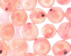 Salmon eggs, image courtesy of USFWS National Digital Library 