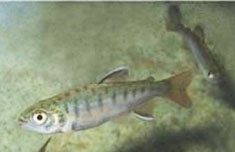 Coho Salmon Fry, image courtesy of USFWS National Digital Library Coho Salmon Fry, image courtesy of USFWS National Digital Library