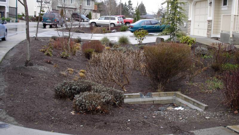 Raingarden