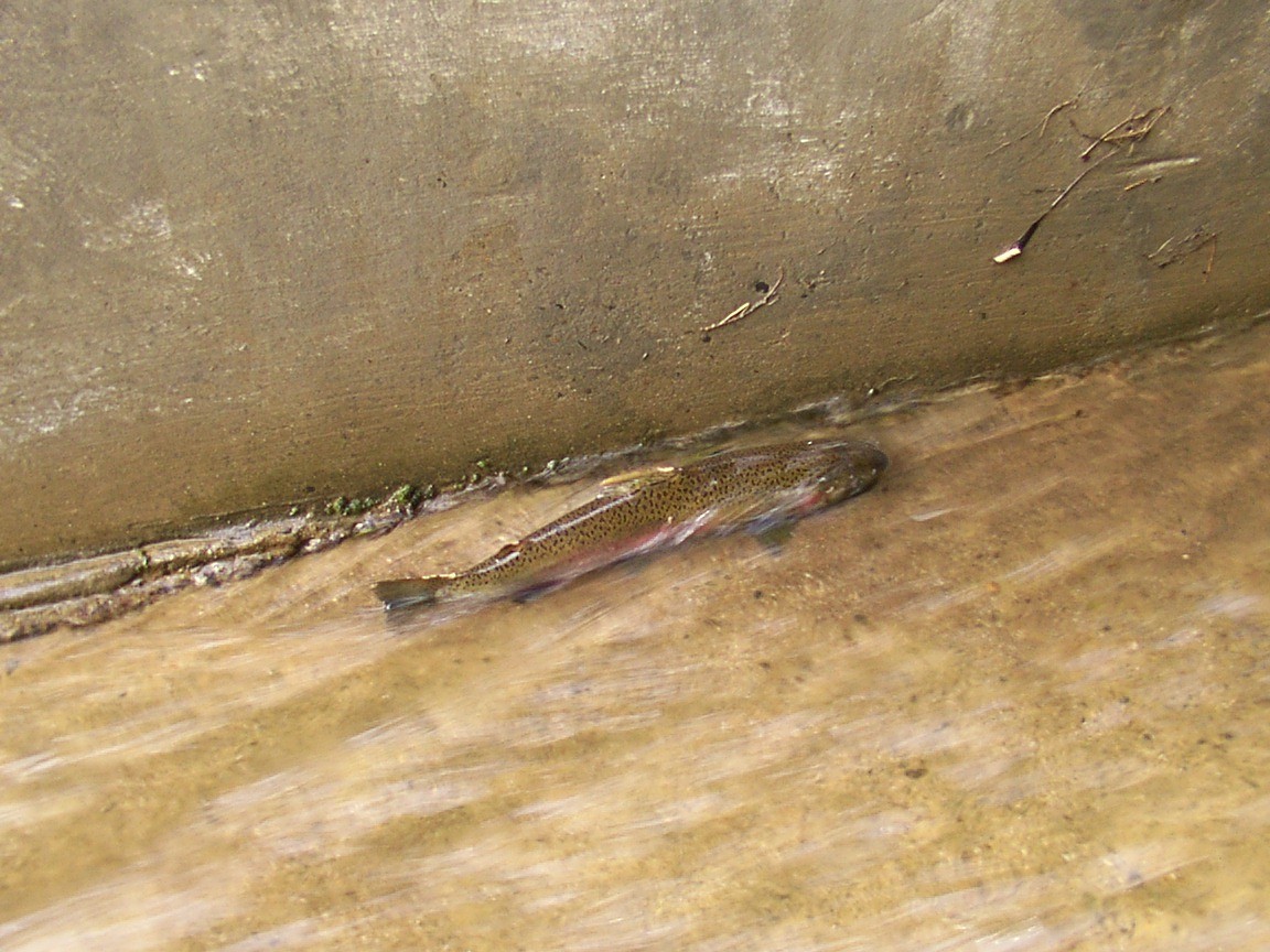 Crossing at Conner Ck Rd before-creates barrier for fish