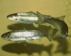 Smolt, image courtesy of USFWS National Digital Library Smolt, image courtesy of USFWS National Digital Library