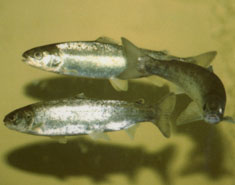 Smolt, image courtesy of USFWS National Digital Library