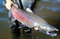 Chinook Spawner, image courtesy of USFWS National Digital Library