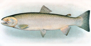 Adult Steelhead, image courtesy of NOAA Photo Library