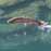 Leaping Steelhead, photo by Jill K Duffy--all rights reserved