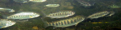 Chinook Fry, image courtesy of USFWS & Dan Cox